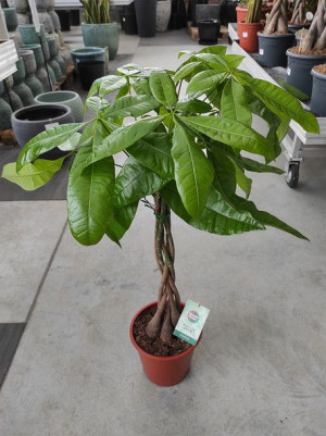 Pachira Aquatica Drzewo Butelkowe 80cm