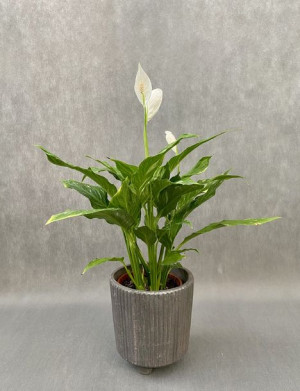 Skrzydłokwiat Spathiphyllum 'diamond' 40 Cm
