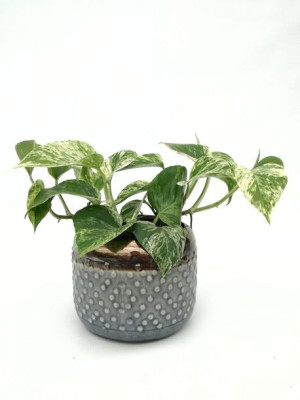 Epipremnum Marble Queen 15 Cm
