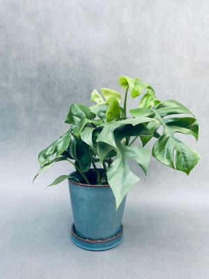 Monstera Minima 28 Cm