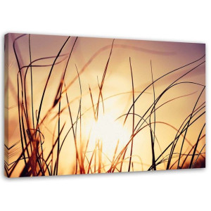 OBRAZ CANVAS Trawa Słońce Natura Rośliny 60x40