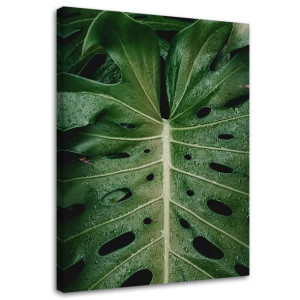 OBRAZ NA PŁÓTNIE Monstera Liść Natura 70x100