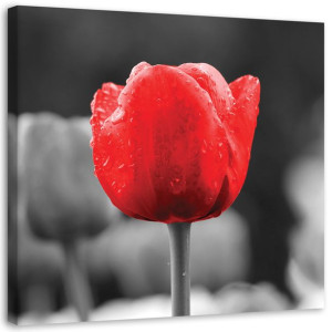 OBRAZ NA ŚCIANĘ Czerwony Tulipan Kwiaty 50x50