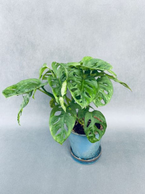Monstera Adansonii Monkey Mask 75 Cm