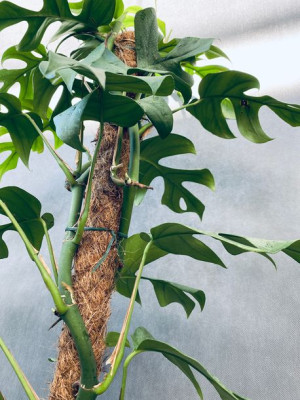Monstera Deliciosa 'piccolo' 80 Cm