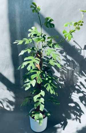 Monstera Minima On Moss Pole 110 Cm