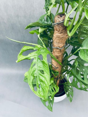 Monstera Adansonii Moss Pole 60 Cm