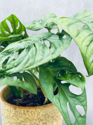 Monstera Adansonii Monkey Mask 28 Cm
