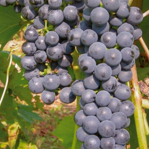 Winorośl Marechal Foch 1L
