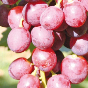 Winorośl Swenson Red 1L