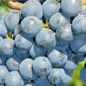 Winorośl Rondo 1L