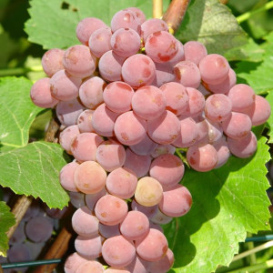Winorośl Einset Seedless bezpestkowa 1L