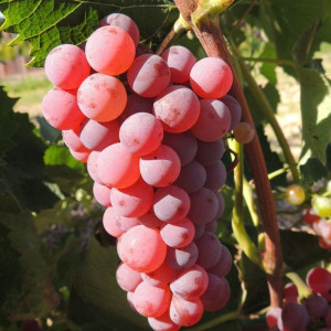 Winorośl Somerset bezpestkowa 1L