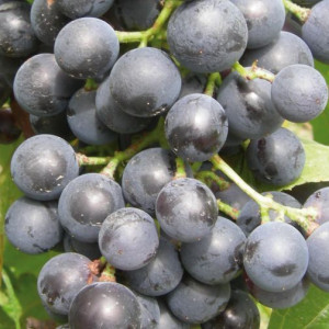 Winorośl Muscat Bleu 1L