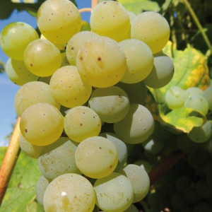 Winorośl Cayuga White 1L