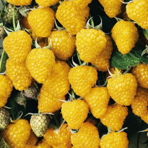 Malina żółta Golden Queen 1L