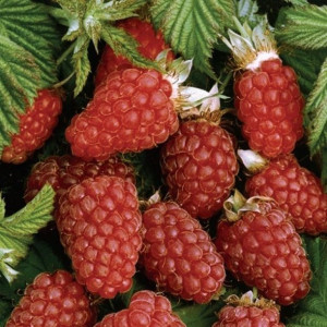 Malinojeżyna Loganberry 1L