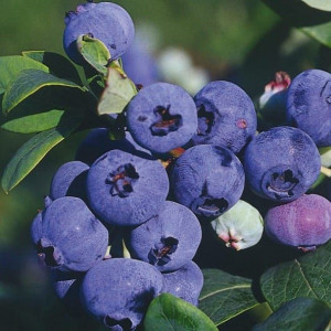 Borówka amerykańska Darrow 1L