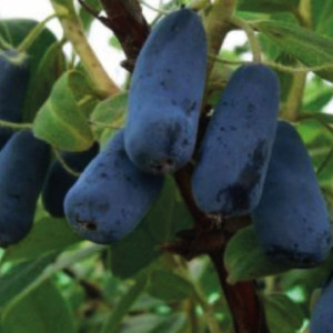 Jagoda kamczacka Indigo Gem 2L