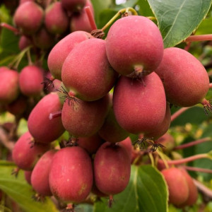Aktinidia Ananasnaya ostrolistna żeńska 1L