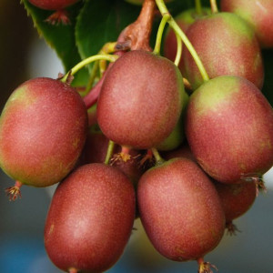 Aktinidia Weiki ostrolistna żeńska 1L