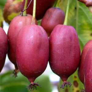 Aktinidia Hardy Red ostrolistna żeńska 1L