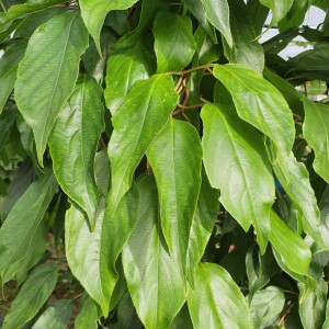 Aktinidia Male ostrolistna zapylacz 1L
