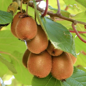 Aktinidia Jenny smakowita kiwi 2L