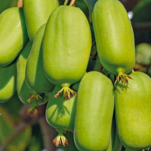 Aktinidia Jumbo ostrolistna żeńska 1L