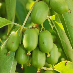 Aktinidia Issai ostrolistna obupłciowa 1L