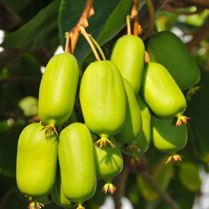Aktinidia Jumbo ostrolistna żeńska 2L