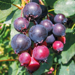 Świdośliwa jajowata 1L