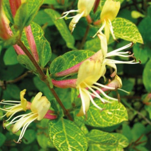 Wiciokrzew japoński Aureoreticulata 1L