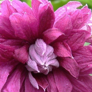 Powojnik Purpurea Plena Elegans włoski 1L