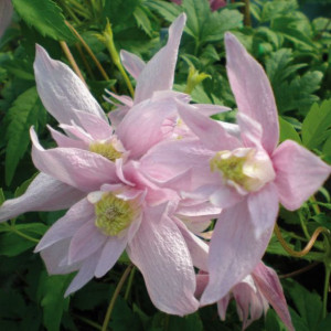 Powojnik Markham’s Pink botaniczny 1L