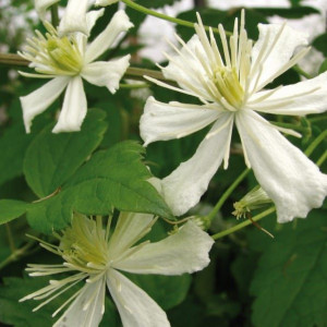 Powojnik Paul Farges botaniczny 2L