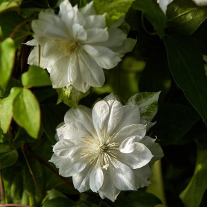 Powojnik Duchess of Edinburgh wielkokwiatowy 1L