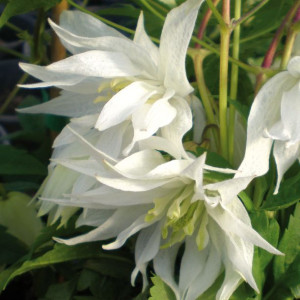 Powojnik Albina Plena botaniczny 1L