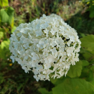 Hortensja Anabelle drzewiasta 2L
