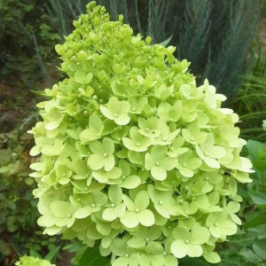 Hortensja Limelight bukietowa 2 L