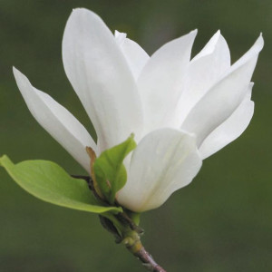 Magnolia Alba Superba 2L