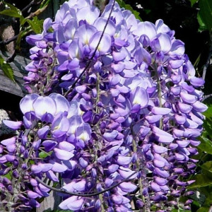 Glicynia (Wisteria) chińska fioletowa 1L