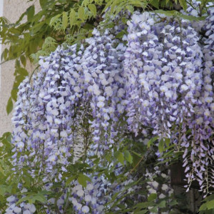 Glicynia (Wisteria) chińska Amethyst 1L