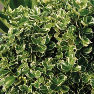 Trzmielina Fortunea Emerald Gaiety 1L