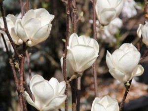 Magnolia pośrednia Soulange'a Alba Superba P9 biała