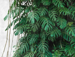 Tapeta Panel Fototapeta Monstera Liście Flizelinie