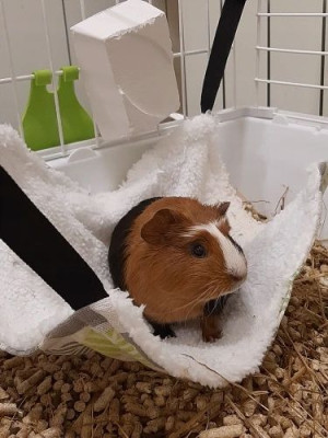 Hamak Zwierzęcy Dla Kota Fretki Do Klatki L Nowość
