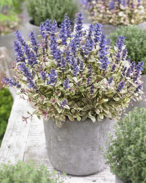 Dąbrówka PRINCESS NADIA PBR (Ajuga tenori) P9