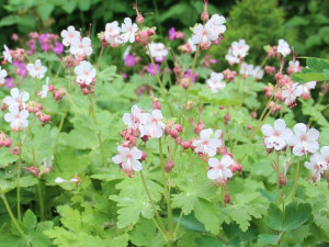 Bodziszek korzeniasty SPESSART biały (Geranium) P9