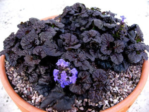 Dąbrówka BLACK SCALLOP (Ajuga reptans) P9
